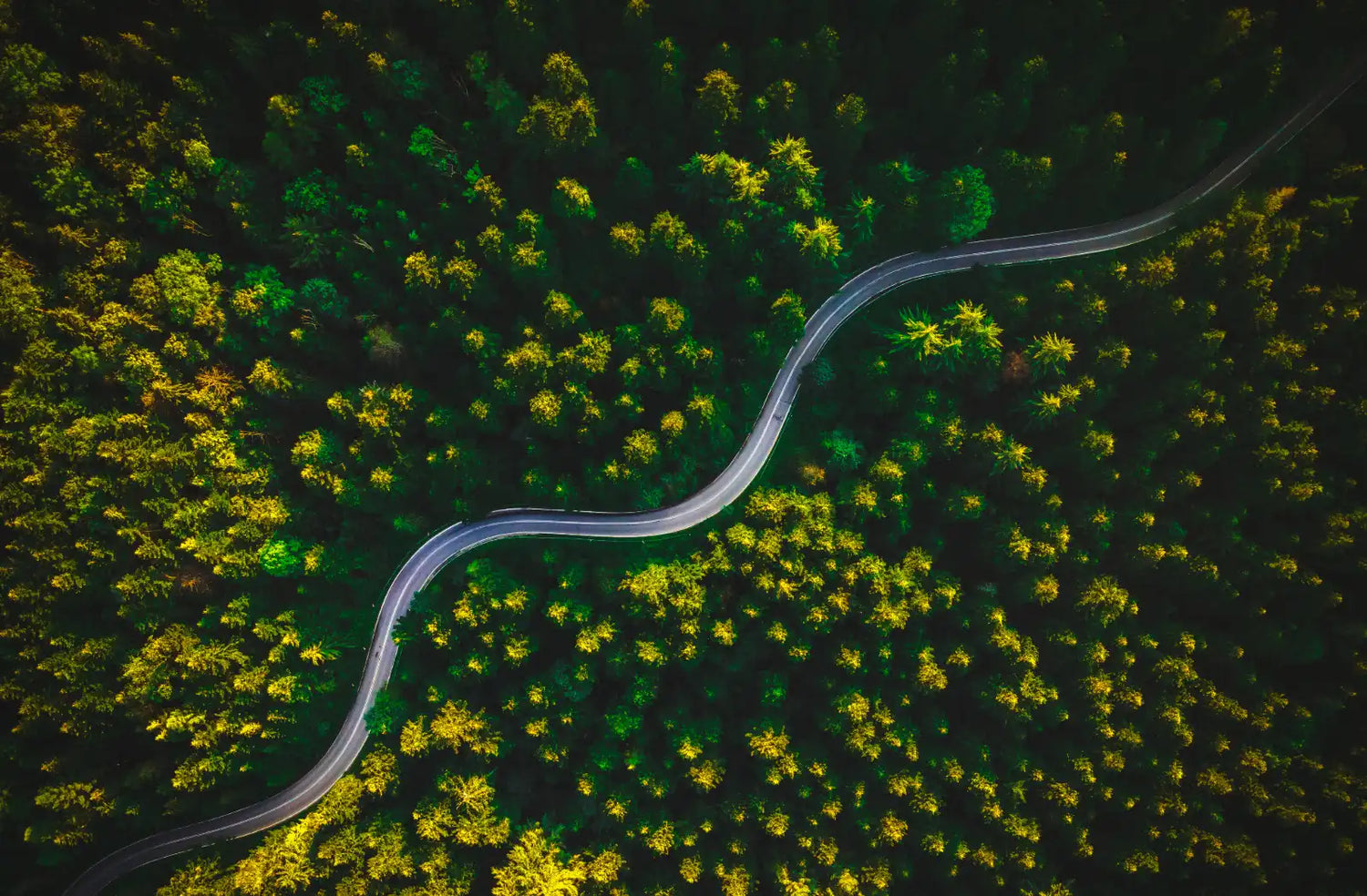 Eine kurvige Strasse führt durch einen dichten grünen Wald und symbolisiert den Weg von Twelvetia zu nachhaltiger Mode und umweltbewusstem Handeln.